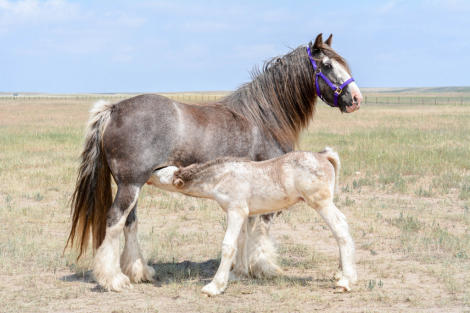 HorseID: 2306192 SD Tesla - PhotoID: 1089831