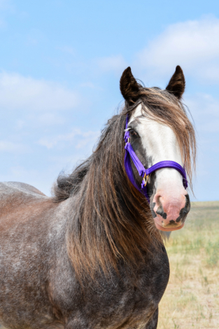 HorseID: 2306192 SD Tesla - PhotoID: 1089832