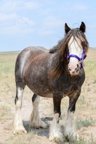 HorseID: 2306192 SD Tesla - PhotoID: 1089833