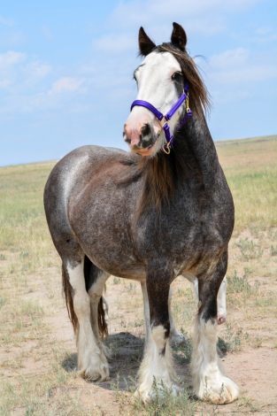 HorseID: 2306192 SD Tesla - PhotoID: 1089834