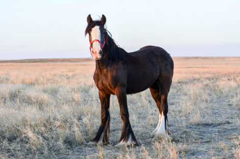 HorseID: 2306193 LC Timeless Masterpiece - PhotoID: 1089835