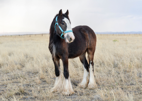 HorseID: 2306194 LC Maple Syrup - PhotoID: 1089836