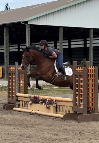 HorseID: 2306195 Charlotte - PhotoID: 1089837