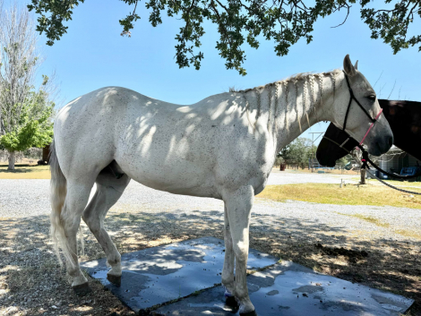 HorseID: 2306200 Pancho - PhotoID: 1089867