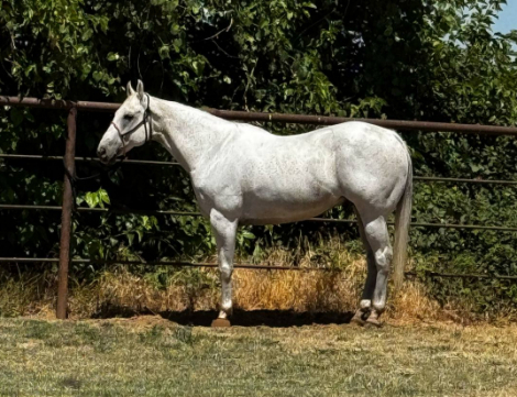 HorseID: 2306200 Pancho - PhotoID: 1089868