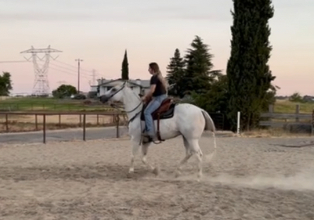 HorseID: 2306200 Pancho - PhotoID: 1089870