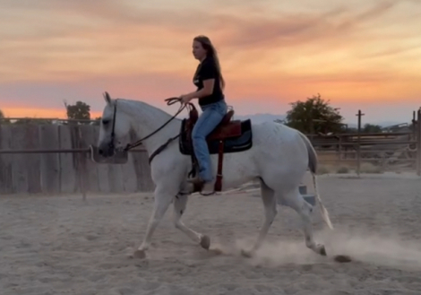 HorseID: 2306200 Pancho - PhotoID: 1089871