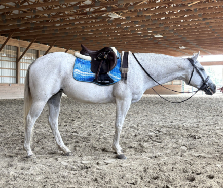 HorseID: 2306201 Josie - PhotoID: 1089845