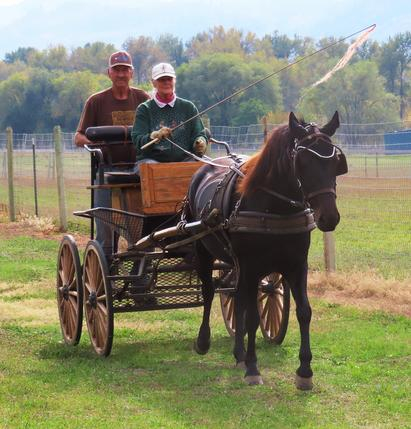 HorseID: 2306204 Okan Empress - PhotoID: 1089849