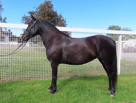 HorseID: 2306204 Okan Empress - PhotoID: 1089850