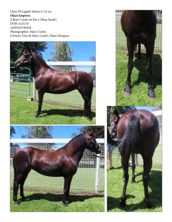 HorseID: 2306204 Okan Empress - PhotoID: 1089896