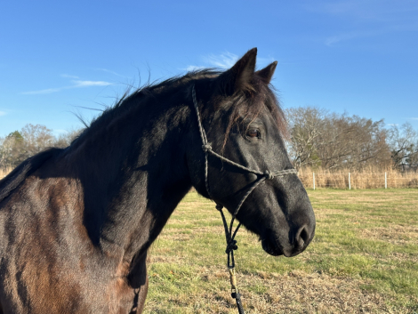 HorseID: 2306205 Locksley Kidou Toro - PhotoID: 1089847