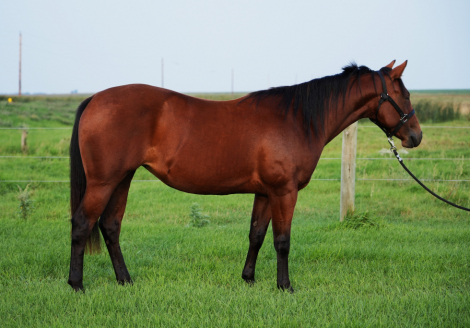 HorseID: 2306206 COLONELS GUN CHIC - PhotoID: 1089851