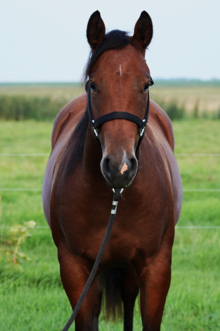 HorseID: 2306206 COLONELS GUN CHIC - PhotoID: 1089852