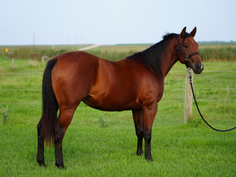 HorseID: 2306206 COLONELS GUN CHIC - PhotoID: 1089853