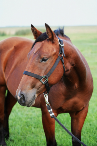 HorseID: 2306206 COLONELS GUN CHIC - PhotoID: 1089854