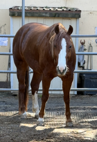 HorseID: 2306207 Smarty - PhotoID: 1089855