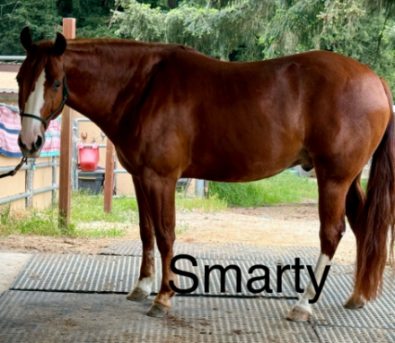 HorseID: 2306207 Smarty - PhotoID: 1089856