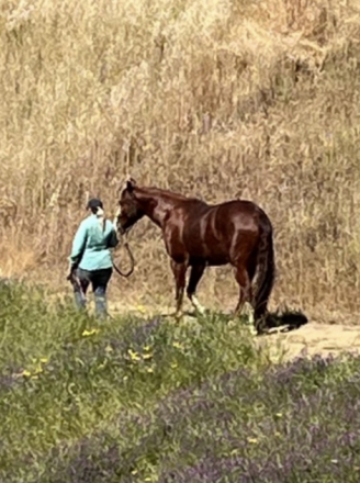 HorseID: 2306207 Smarty - PhotoID: 1089858