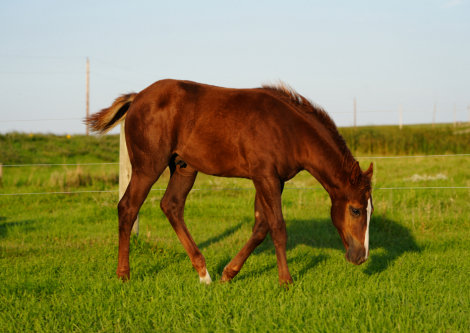 HorseID: 2306209 BOONS RED HOT CHILI - PhotoID: 1089859