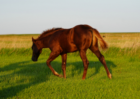HorseID: 2306209 BOONS RED HOT CHILI - PhotoID: 1089860