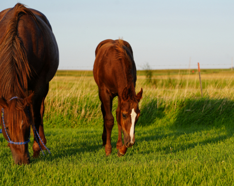 HorseID: 2306209 BOONS RED HOT CHILI - PhotoID: 1089861