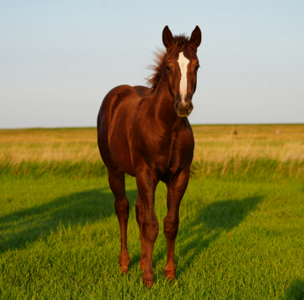 HorseID: 2306209 BOONS RED HOT CHILI - PhotoID: 1089862
