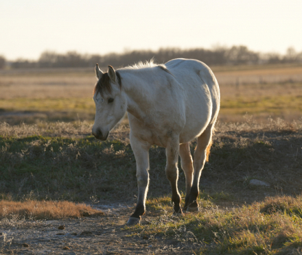 HorseID: 2306212 GUN SMOKN DUDE - PhotoID: 1089863