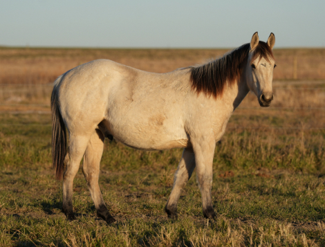 HorseID: 2306212 GUN SMOKN DUDE - PhotoID: 1089864