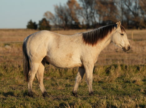 HorseID: 2306212 GUN SMOKN DUDE - PhotoID: 1089865