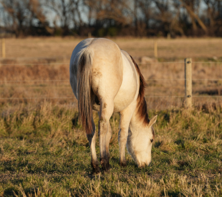 HorseID: 2306212 GUN SMOKN DUDE - PhotoID: 1089866