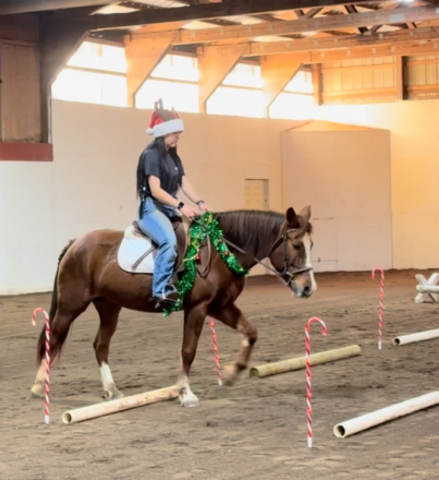 HorseID: 2306222 10 year old pony mare - PhotoID: 1089872