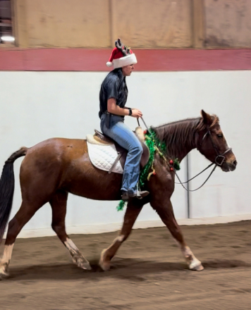 HorseID: 2306222 10 year old pony mare - PhotoID: 1089873