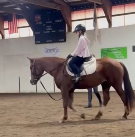 HorseID: 2306222 10 year old pony mare - PhotoID: 1089874