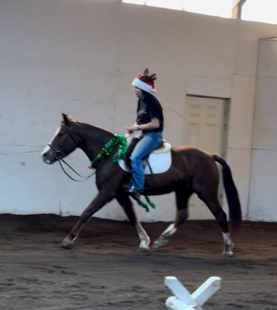 HorseID: 2306222 10 year old pony mare - PhotoID: 1089875