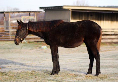 HorseID: 2306227 ATI Girls Luv Cruzn (Pending) - PhotoID: 1089877