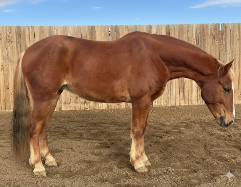 HorseID: 2306228 Dandy - PhotoID: 1089878