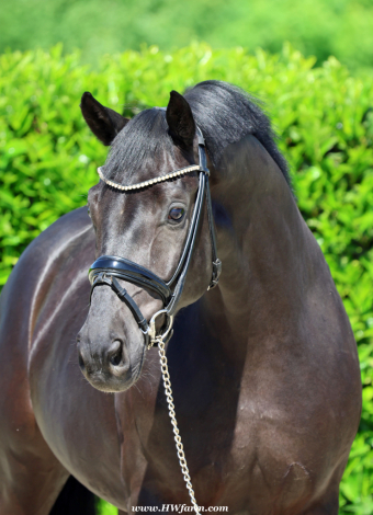 HorseID: 2306230 Simply Black HW at www.HWfarm.com - PhotoID: 1089879