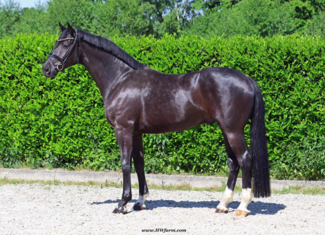 HorseID: 2306230 Simply Black HW at www.HWfarm.com - PhotoID: 1089880