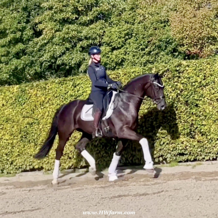 HorseID: 2306230 Simply Black HW at www.HWfarm.com - PhotoID: 1089881