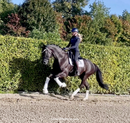 HorseID: 2306230 Simply Black HW at www.HWfarm.com - PhotoID: 1089882