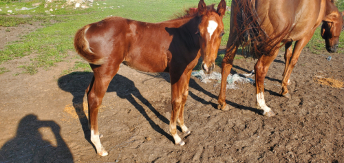 HorseID: 2306232 General Cash - PhotoID: 1089989