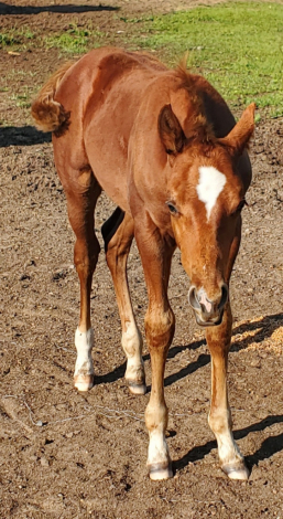 HorseID: 2306232 General Cash - PhotoID: 1089990