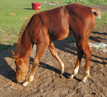 HorseID: 2306232 General Cash - PhotoID: 1089991