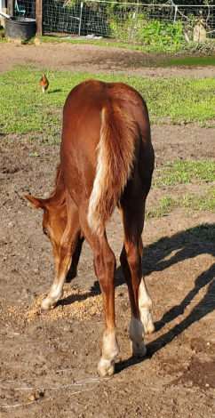 HorseID: 2306232 General Cash - PhotoID: 1089992