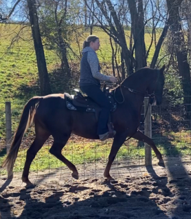 HorseID: 2306233 Ringos Party Prince - PhotoID: 1089886