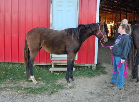 HorseID: 2306235 Solaris - PhotoID: 1089883