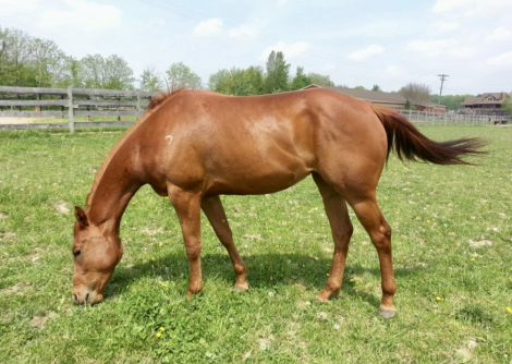 HorseID: 2306236 Registered QH mare- she’s surenuff cool - PhotoID: 1089884