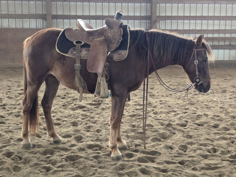 HorseID: 2306237 Good News Amber - PhotoID: 1089885