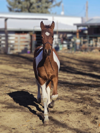 HorseID: 2306241 Presley LHH 2025 - PhotoID: 1089893